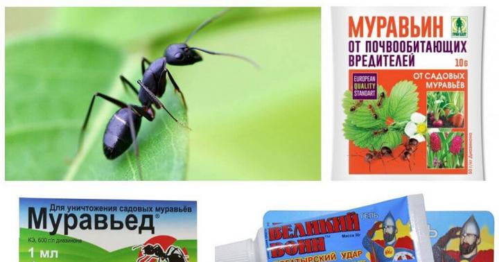 Борьба с муравьями на дачном участке народными методами и не только